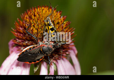 Bee Assassin, Apiomerus sp., alimentazione sul fiore catturato longhorn, Famiglia Cerambycidae, su purple coneflower, Echinacea angustifolia Foto Stock