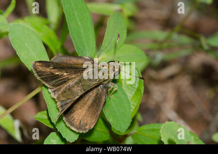 Crossline Skipper, Limochores origenes, femmina Foto Stock