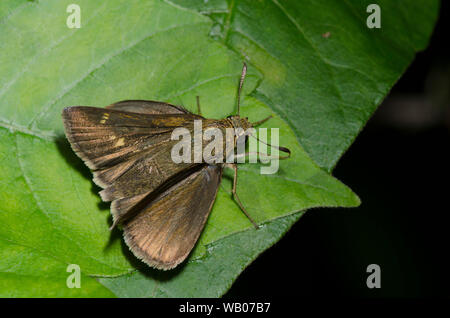 Crossline Skipper, Limochores origenes, femmina Foto Stock