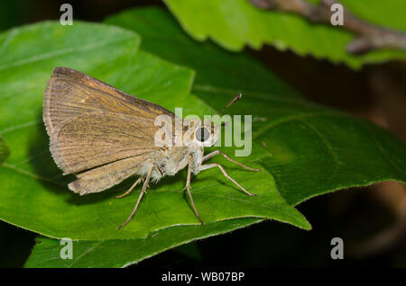 Crossline Skipper, Limochores origenes, femmina Foto Stock