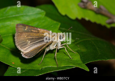 Crossline Skipper, Limochores origenes, femmina Foto Stock