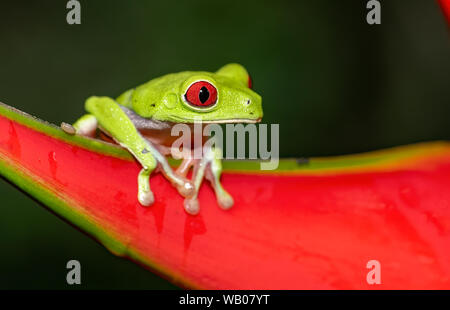 Con gli occhi rossi raganella in Costa Rica Foto Stock