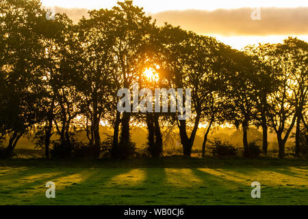 Burscough, Lancashire. Meteo REGNO UNITO 23 Agosto, 2019. Caldo e soleggiato per iniziare la giornata in wigan greater manchester con alba temperature a 18c come l'impatto del sud flussi di aria è sentita nel nord-ovest. La Gran Bretagna è rinforzata per una ondata di caldo che inizia questo mese di agosto weekend festivo, con una previsione di scorcher su lunedì festivo, quando le temperature sono attesi per colpire 30C plus. Credito: MediwaWorldImages/AlamyLiveNews. Foto Stock