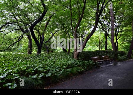 Viste dal intorno all'antica Kyoto Gosho Imperial Royal Palace a Tokyo Giappone compresi percorsi, Fossato, bridge, giardini e alberi. Asia. Foto Stock