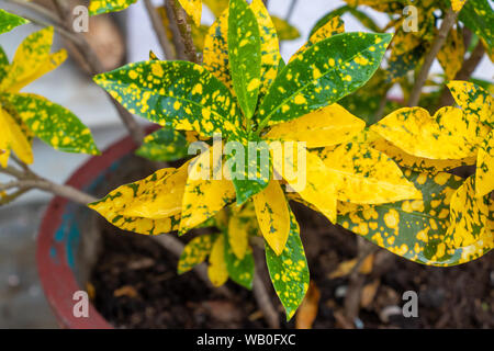 Foglia di Codiaeum Variegatum Tree Croton Pianta, colorato di verde e giallo di foglie. Foto Stock