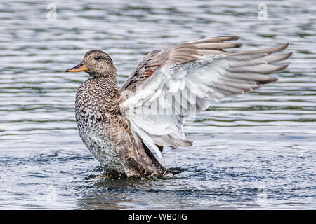 Eclipse Canapiglia maschio, Mareca strepera, RSPB Rye Meads Riserva Naturale, Hertfordhire, Regno Unito Foto Stock