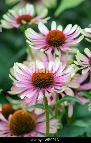 Close-up di Echinacea purpurea Twister verde, viola coneflower verde fiori Twister Foto Stock