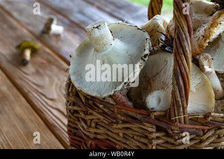 Il latte di funghi in un cesto vicino, raccolti cesta piena di funghi nella foresta. Chiudere. sfondo a fungo Foto Stock