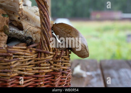 Boletus con marrone cappello o di funghi in un cesto vicino, raccolti cesta piena. sfondo a fungo Foto Stock
