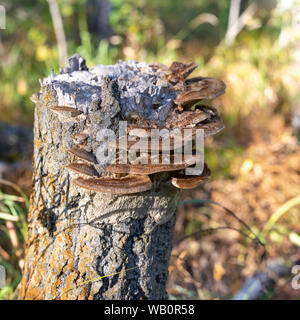 Fungo. Marrone di funghi selvatici su un moncone di grandi dimensioni nella foresta. Funghi, Funghi Foto Stock