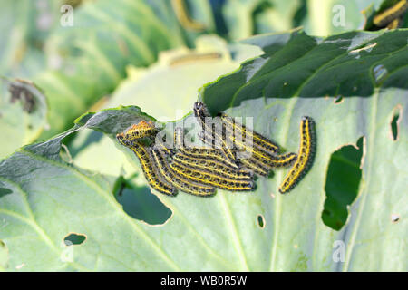 Cavolo pest. bachi mangiano foglie di cavolo. Un gruppo di bruchi dal grande farfalla di pentecoste. Foto Stock