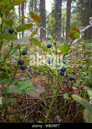 Il finlandese mirtillo bacche tempo di mietitura,Bothnian Bay, a nord Pohjanmaa, isola di Hailuoto, Finlandia Foto Stock