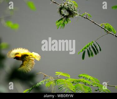 Maschio meridionale Tessitore mascherato (Ploceus intermedius) volare lontano dal suo nido su una mimosa bush nel Liwonde National Park, Malawi. Foto Stock