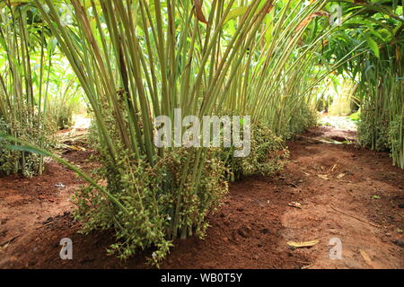 Verde immaturo e i semi di cardamomo in pianta, Kerala, India. Foto Stock