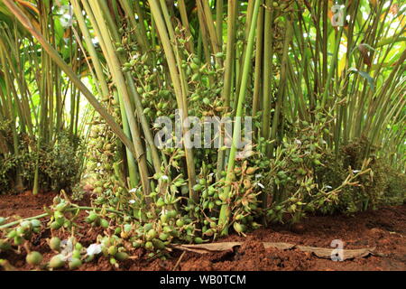 Verde immaturo e i semi di cardamomo in pianta, Kerala, India. Foto Stock