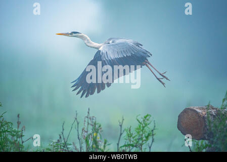 L'airone cenerino, tenendo fuori da un pezzo di legno durante una mattinata nebbiosa nel Delta del Danubio, Romania. Foto Stock