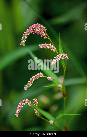 Pale persicaria, smartweed pallido, knotweed curlytop o willow infestante Foto Stock