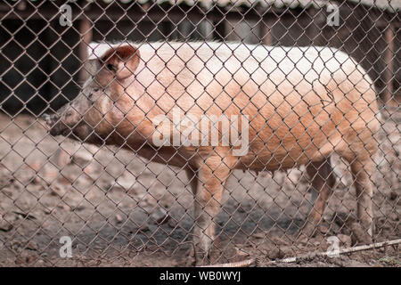 Suini rosa in attesa per i mangimi in azienda. Foto Stock