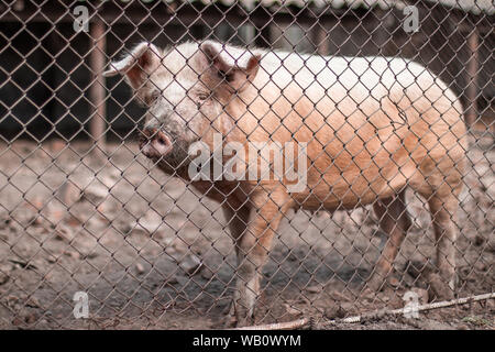 Suini rosa in attesa per i mangimi in azienda. Foto Stock