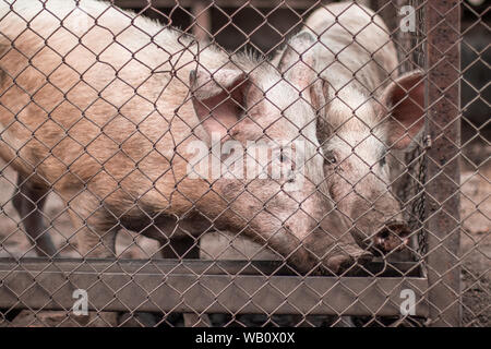 Suini rosa in attesa per i mangimi in azienda. Foto Stock