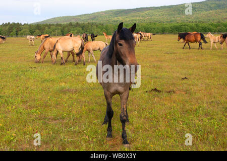 Savrasai cavallo al centro della fotografia sullo sfondo di un pascolo e un allevamento di cavalli. Il Prevalsky lodge Foto Stock