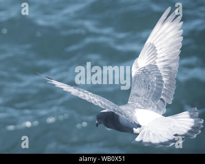 Allarga le ali, primo piano di un morbido grigio piuma comune o Rock Pigeon in volo sopra l'oceano Pacifico blu Foto Stock