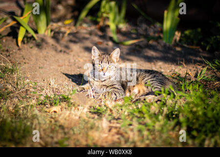 Gatto grigio siede sulla terra. Senzatetto cat con luminosi occhi verdi Foto Stock