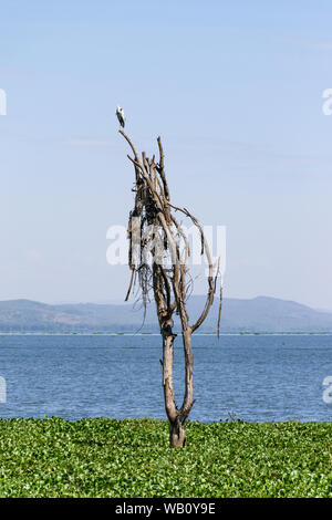 Parzialmente sommerso albero morto in giacinto di acqua a causa di aumento dei livelli delle acque, il lago Naivasha, Kenya, Africa orientale Foto Stock