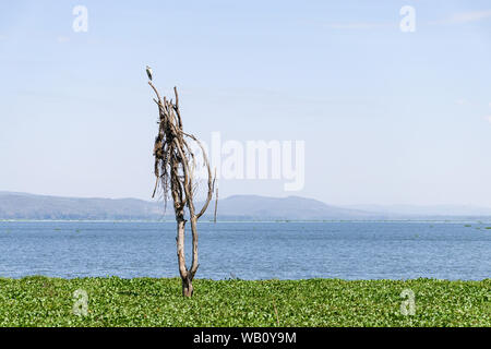 Parzialmente sommerso albero morto in giacinto di acqua a causa di aumento dei livelli delle acque, il lago Naivasha, Kenya, Africa orientale Foto Stock