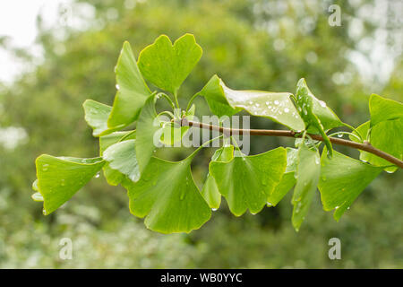Il Ginkgo ramo di albero con foglie verdi e le gocce di acqua dopo la pioggia, una pianta medicinale viene usato in terapia a base di erbe Foto Stock