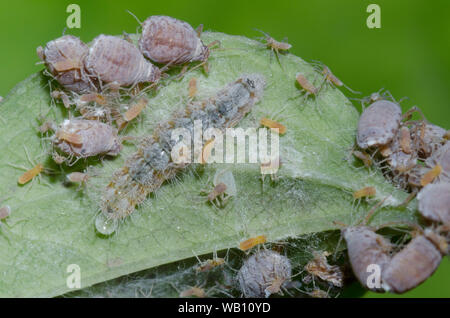 Harvester, Feniseca tarquinio, larva tra lanosi Maple afidi, Neoprociphilus aceris, colonia su ispido greenbrier, Smilax tamnoides Foto Stock