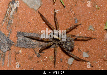 Wolf Spider, Famiglia Lycosidae, femmina con i giovani Foto Stock