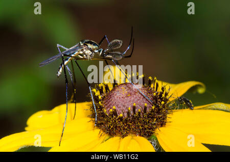Elephant zanzara, Toxorhynchites rutilus, maschio su black-eyed Susan, Rudbeckia hirta Foto Stock