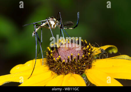 Elephant zanzara, Toxorhynchites rutilus, maschio su black-eyed Susan, Rudbeckia hirta Foto Stock