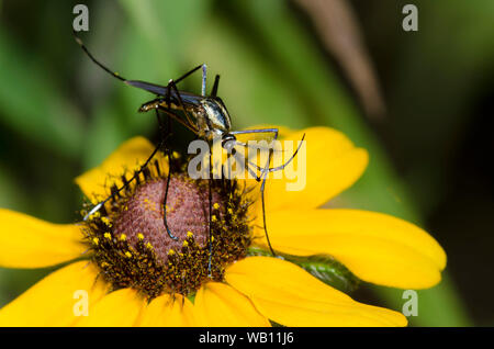 Elephant zanzara, Toxorhynchites rutilus, maschio su black-eyed Susan, Rudbeckia hirta Foto Stock