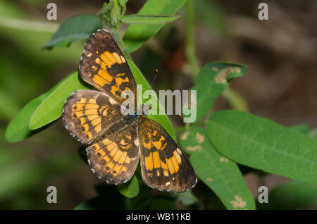 Checkerspot argenteo, Chlosyne nycteis Foto Stock