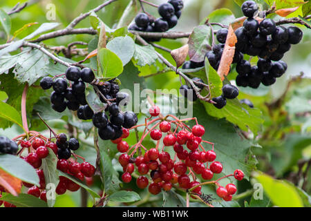 Bacche di Aronia o Aronia melanocarpa su una boccola. Arbusto con grappoli di ripe aronia nel giardino. Raccolto autunnale. Foto Stock