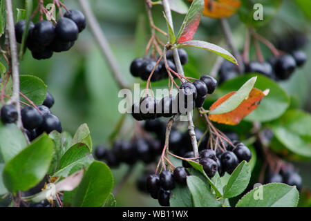 Bacche di Aronia o Aronia melanocarpa su una boccola. Arbusto con grappoli di ripe aronia nel giardino. Raccolto autunnale. Foto Stock