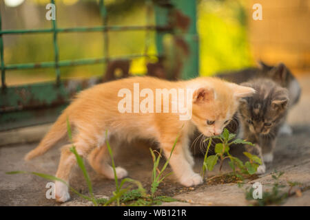 Due gattini poco sniffing erba verde in un pavimento di pietra Foto Stock