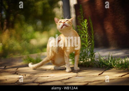 Lo zenzero cat paw graffi dietro l'orecchio, dehor estivo ritratto. Foto Stock