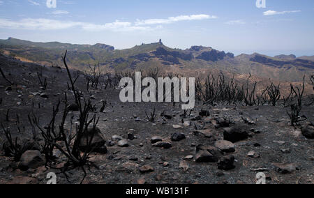 Gran Canaria dopo wild fire di agosto 2019, itinerario a piedi La Cruz de Tejeda - Artenara, bruciato retama boccole, iconico rock formazione Roque Nublo in fa Foto Stock