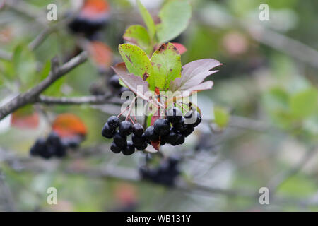 Bacche di Aronia o Aronia melanocarpa su una boccola. Arbusto con grappoli di ripe aronia nel giardino. Raccolto autunnale. Foto Stock