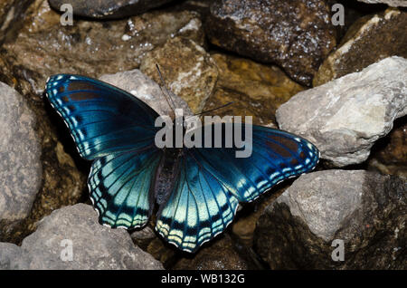 Pezzata di rosso porpora, Limenitis arthemis Astianatte, fango-copertura Foto Stock