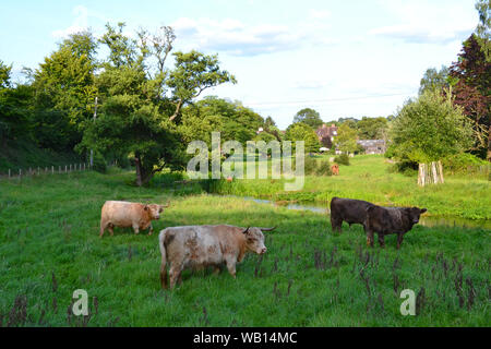 Highland bestiame bovino pascolano nei prati di acqua dal fiume Darent chalk stream a Eynsford, Kent, nella tarda estate Foto Stock