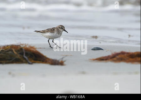 Semipalmated Sandpiper (Calidris pusilla) Cherry Beach, Nova Scotia, Canada Foto Stock