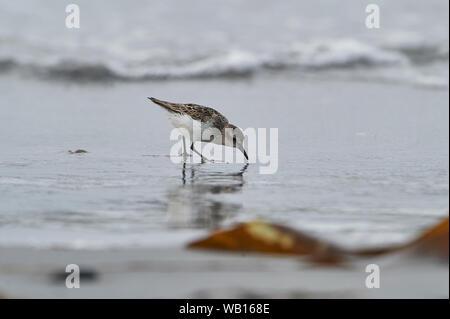 Semipalmated Sandpiper (Calidris pusilla) Cherry Beach, Nova Scotia, Canada Foto Stock