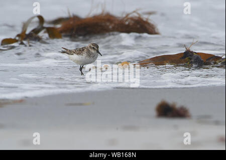 Semipalmated Sandpiper (Calidris pusilla) Cherry Beach, Nova Scotia, Canada Foto Stock