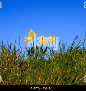 Un mazzetto di narcisi selvatici in crescita in un campo, contro un cielo blu senza nuvole Foto Stock