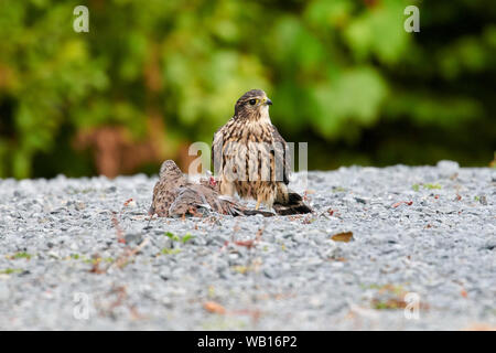 Merlin (Falco columbarius) con un lutto Colomba (Zenaida macroura) che è appena ucciso Cherry Hill, Nova Scotia, Canada Foto Stock