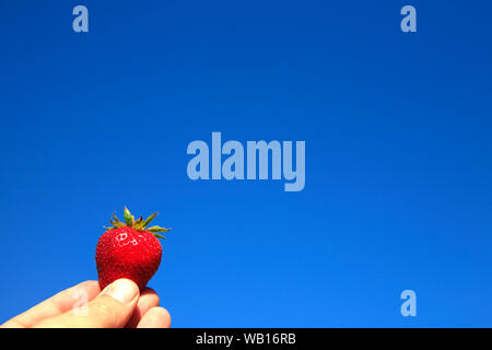 Incantevole perfettamente gustose fragole mature in estate il sole Foto Stock